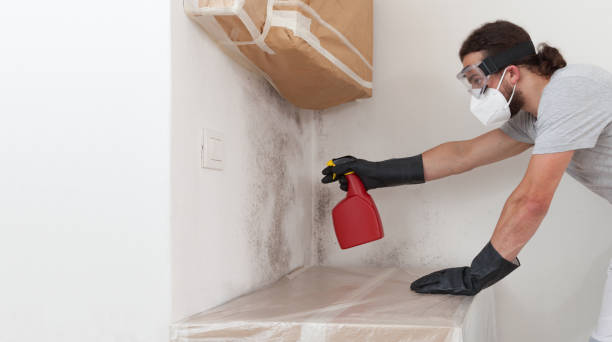 Professional Mold Cleanup technician working in Highland, MD
