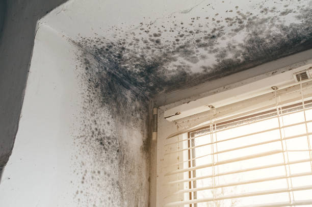 Affordable Mold Cleanup solutions in Highland, MD